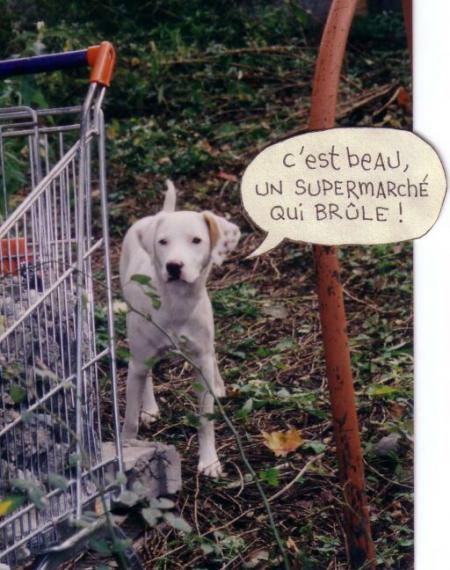 LE CHIEN DELINQUANT